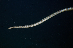 Banda Sea 2018 - DSC06168_rc - Chinese Sea Snake - Laticauda semifasciata